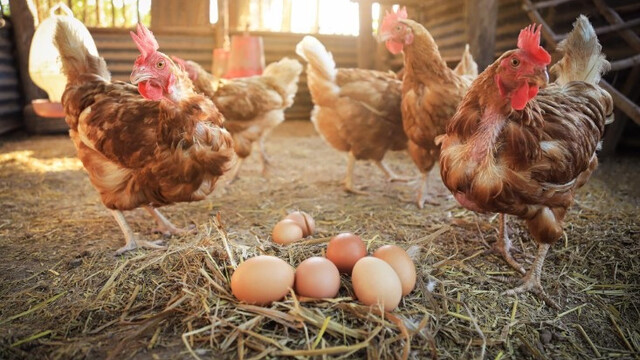 Cara Bisnis Ayam Petelur Pemula
